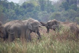 thumbs/fauna-elephants-kaziranga.jpg.jpg