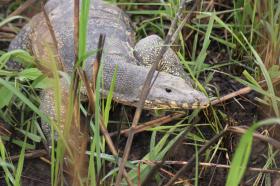 thumbs/fauna-kaziranga.jpg.jpg