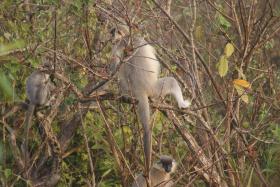 thumbs/fauna-langur1.jpg.jpg