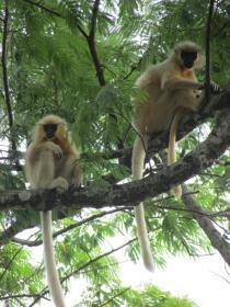 thumbs/fauna-langurs-Manas.jpg.jpg