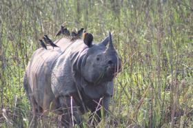 thumbs/fauna-rhino2.jpg.jpg